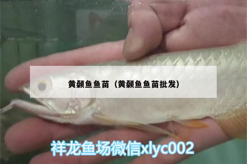 黃顙魚魚苗（黃顙魚魚苗批發(fā)）