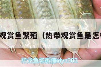 熱帶魚觀賞魚繁殖（熱帶觀賞魚是怎樣繁殖） 龍魚芯片掃碼器