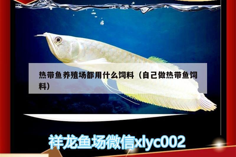 熱帶魚養(yǎng)殖場都用什么飼料（自己做熱帶魚飼料）