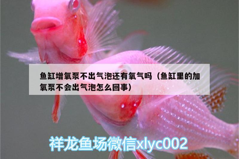 魚缸增氧泵不出氣泡還有氧氣嗎（魚缸里的加氧泵不會(huì)出氣泡怎么回事） 紅龍魚百科