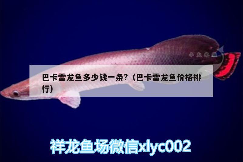 巴卡雷龍魚多少錢一條?（巴卡雷龍魚價格排行）