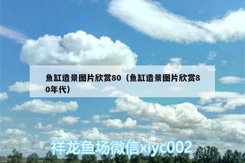 魚缸造景圖片欣賞80（魚缸造景圖片欣賞80年代） 狗仔（招財(cái)貓)魚苗