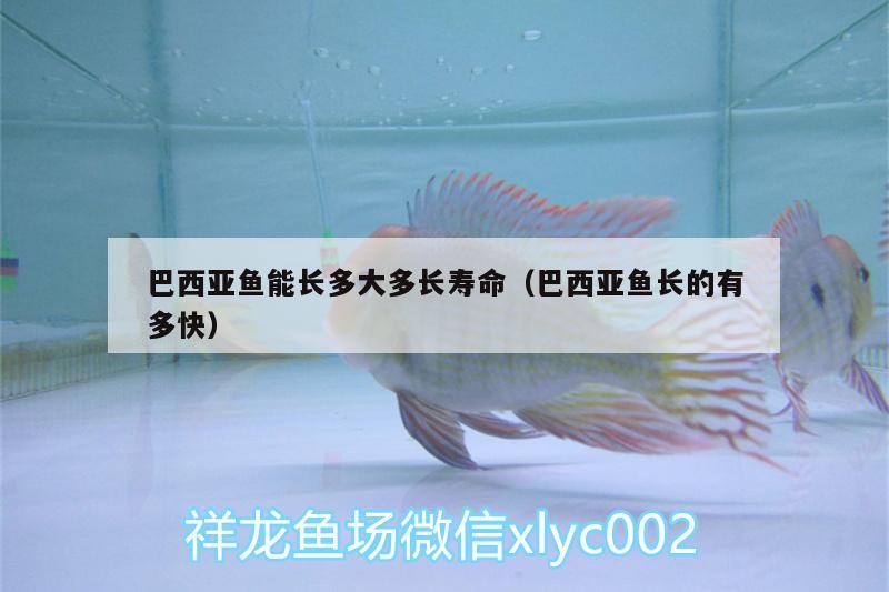 巴西亞魚(yú)能長(zhǎng)多大多長(zhǎng)壽命（巴西亞魚(yú)長(zhǎng)的有多快） 巴西亞魚(yú)