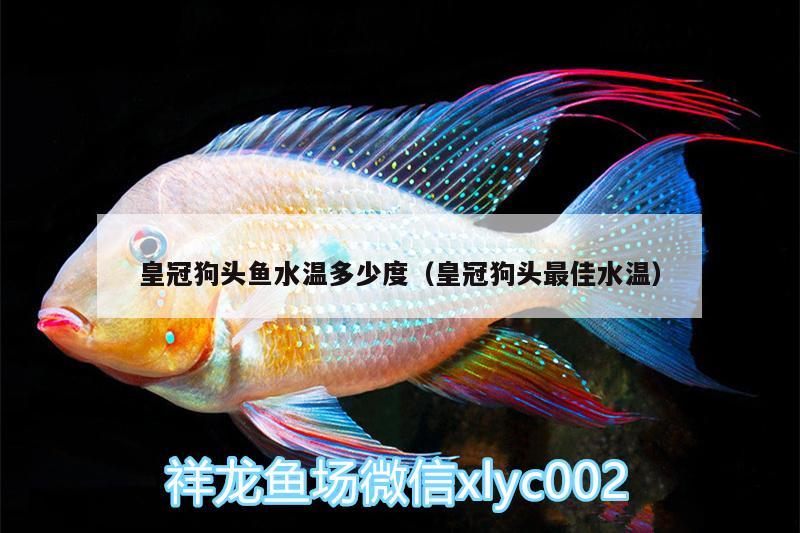 皇冠狗頭魚(yú)水溫多少度（皇冠狗頭最佳水溫）