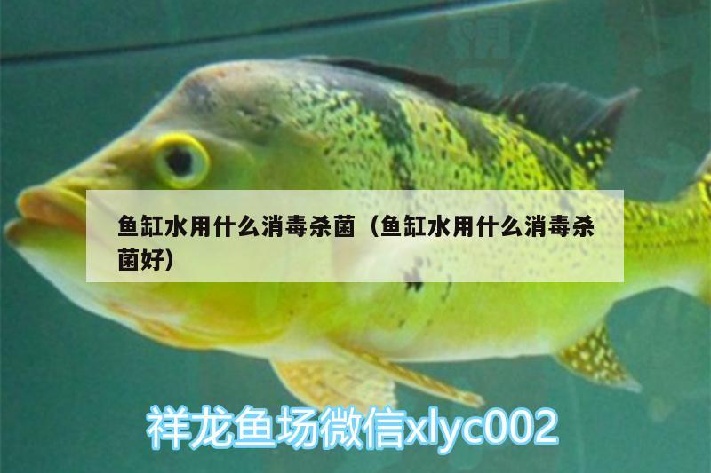 魚缸水用什么消毒殺菌（魚缸水用什么消毒殺菌好）