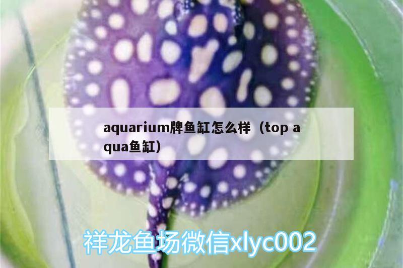 aquarium牌魚缸怎么樣（topaqua魚缸） 白子銀龍魚苗