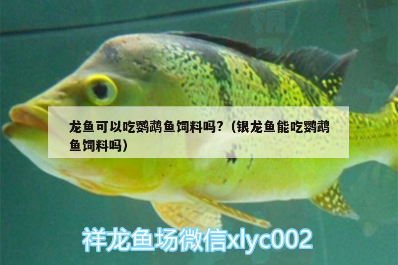 龍魚可以吃鸚鵡魚飼料嗎?（銀龍魚能吃鸚鵡魚飼料嗎）