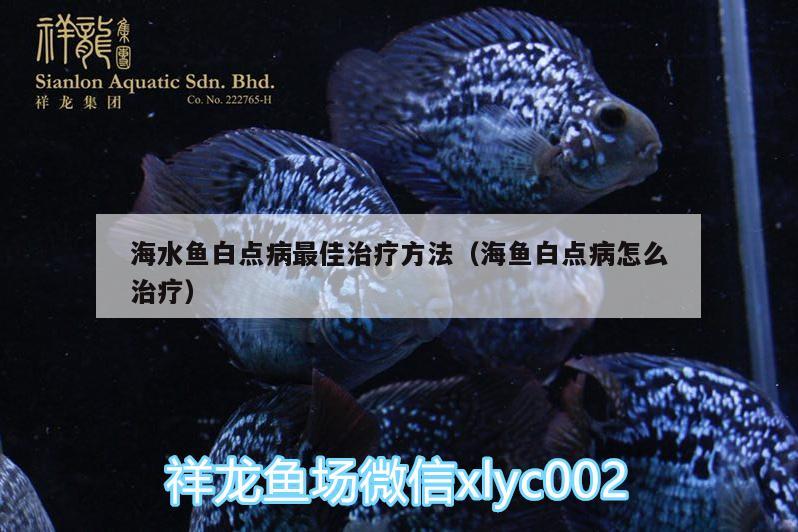 海水魚白點病最佳治療方法（海魚白點病怎么治療） 海水魚