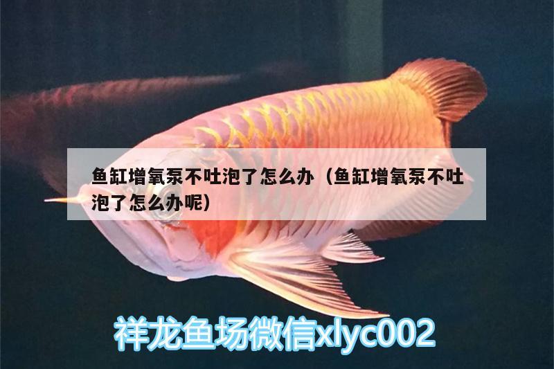 魚缸增氧泵不吐泡了怎么辦（魚缸增氧泵不吐泡了怎么辦呢） 黃金鴨嘴魚