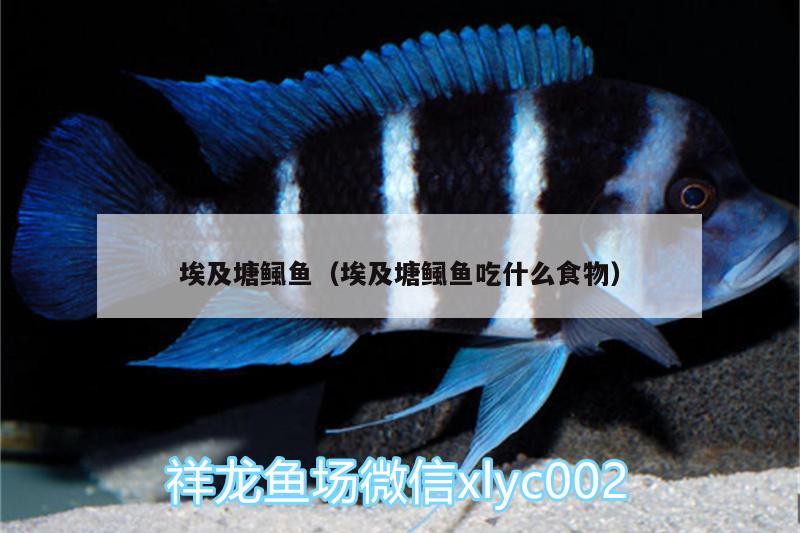 埃及塘鲺魚（埃及塘鲺魚吃什么食物）