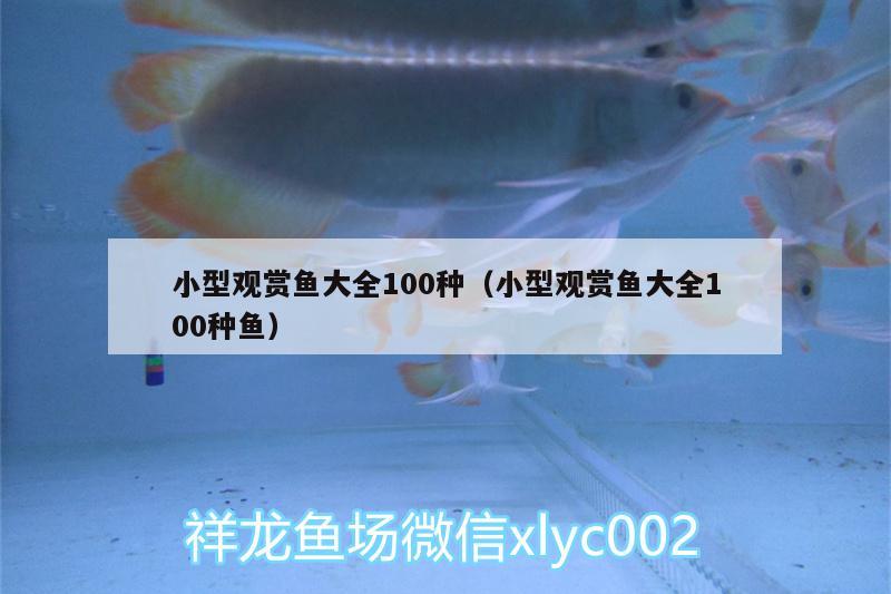 小型觀賞魚大全100種（小型觀賞魚大全100種魚）