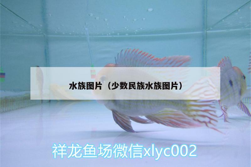 水族圖片（少數(shù)民族水族圖片）