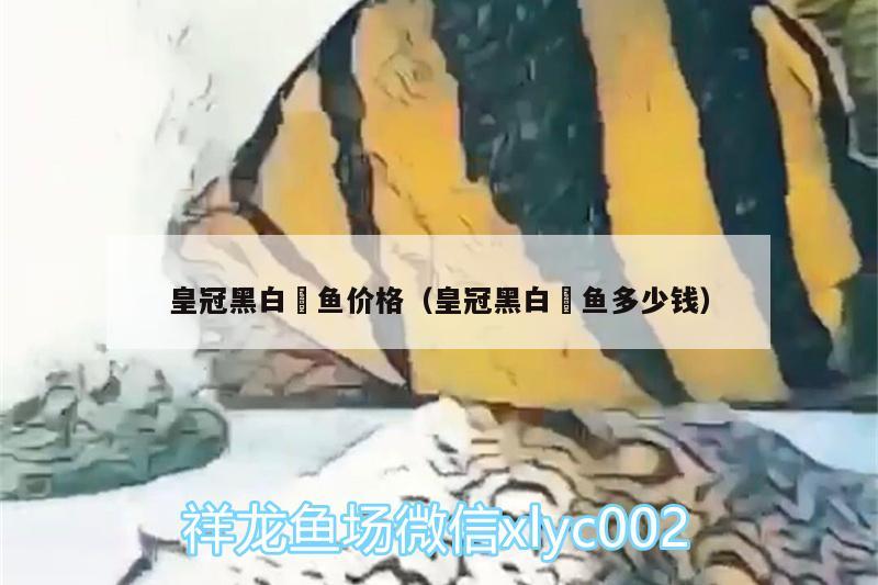 皇冠黑白魟魚價格（皇冠黑白魟魚多少錢） 皇冠黑白魟魚