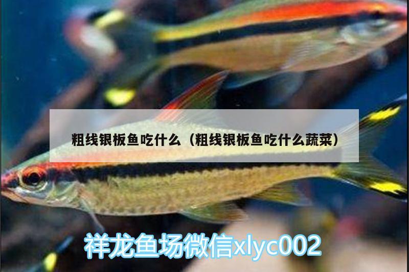 粗線銀板魚吃什么（粗線銀板魚吃什么蔬菜） 祥龍龍魚魚糧