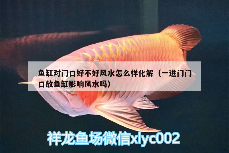 魚缸對門口好不好風水怎么樣化解（一進門門口放魚缸影響風水嗎）