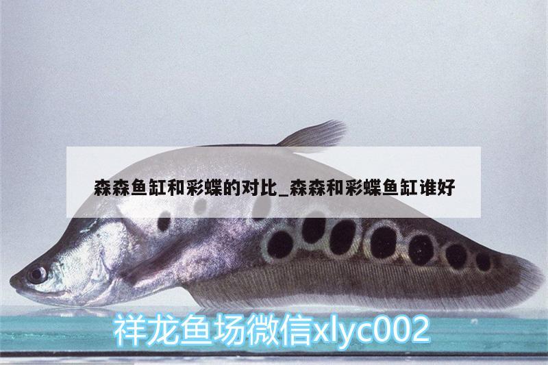 森森魚缸和彩蝶的對比_森森和彩蝶魚缸誰好 海象魚