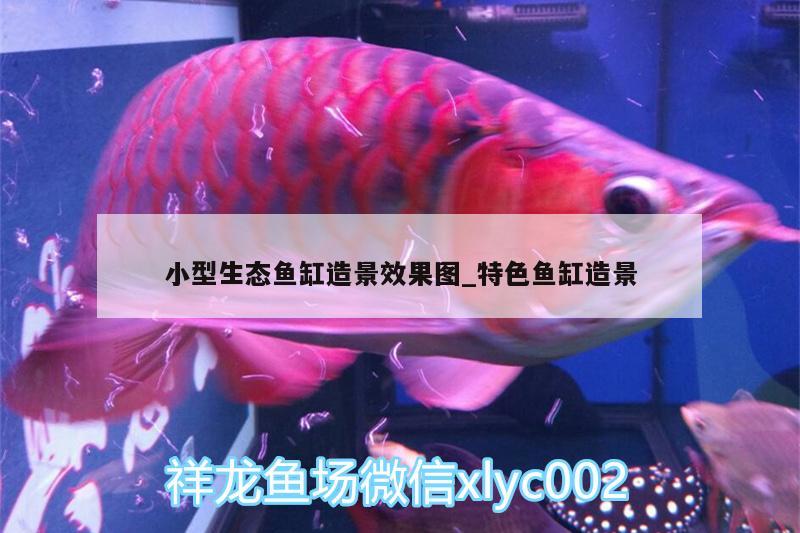 小型生態(tài)魚缸造景效果圖_特色魚缸造景 福滿鉆魚