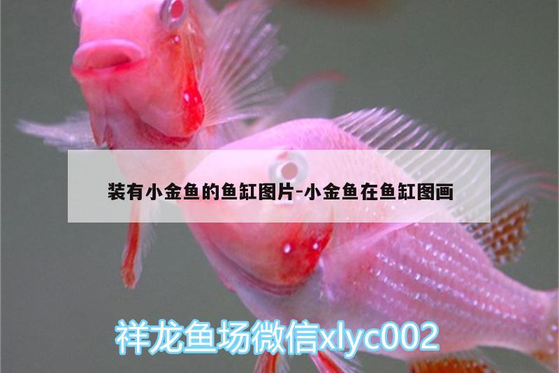 裝有小金魚的魚缸圖片:小金魚在魚缸圖畫