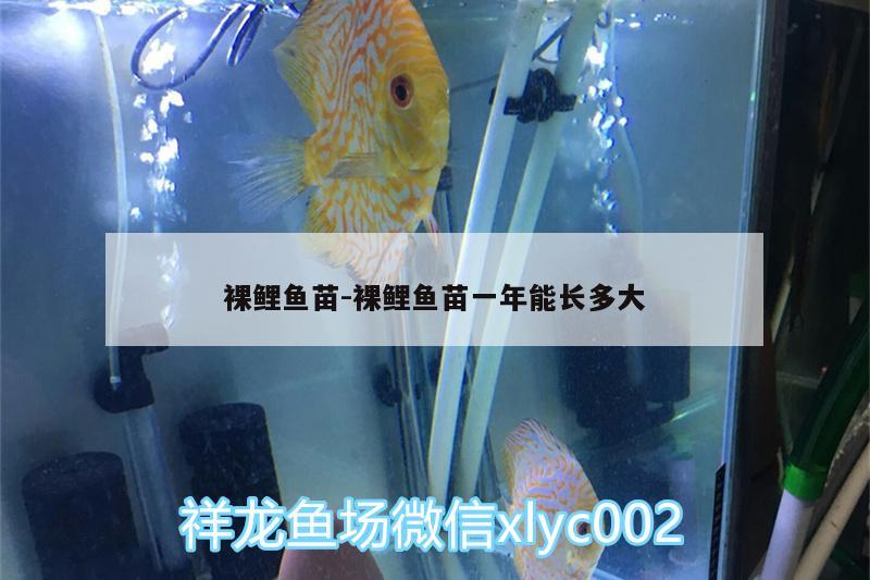 裸鯉魚苗:裸鯉魚苗一年能長多大 金頭過背金龍魚