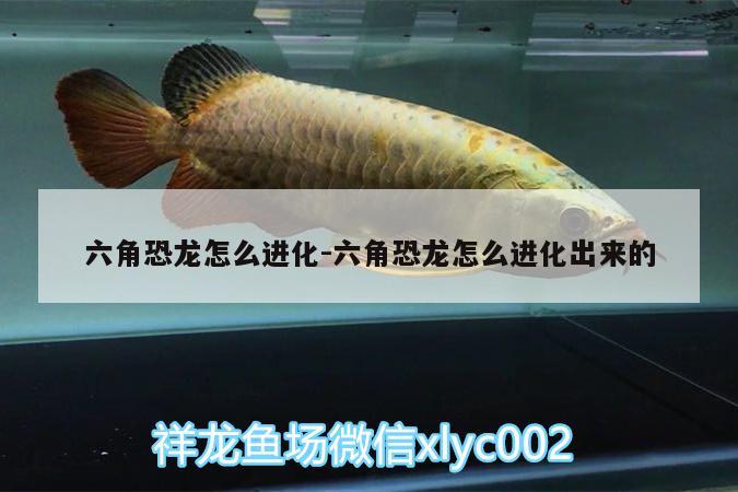 六角恐龍怎么進化:六角恐龍怎么進化出來的 虎魚魚苗