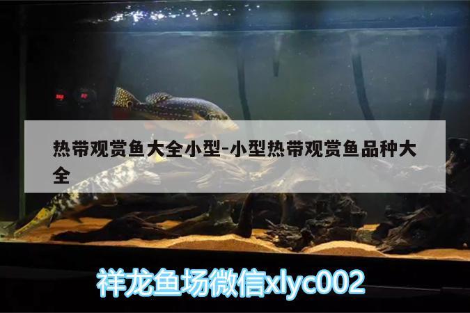 熱帶觀賞魚大全小型:小型熱帶觀賞魚品種大全 印尼小紅龍