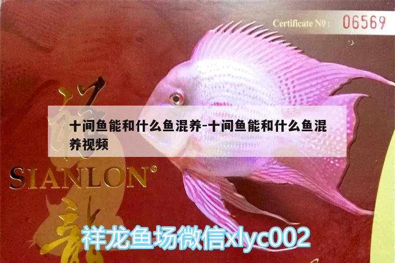 十間魚(yú)能和什么魚(yú)混養(yǎng):十間魚(yú)能和什么魚(yú)混養(yǎng)視頻 觀賞魚(yú)企業(yè)目錄