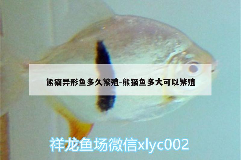 熊貓異形魚多久繁殖:熊貓魚多大可以繁殖 黃金河虎魚