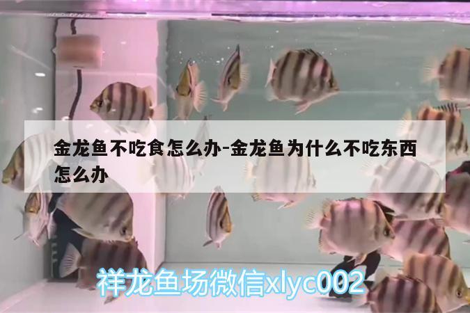 金龍魚不吃食怎么辦:金龍魚為什么不吃東西怎么辦