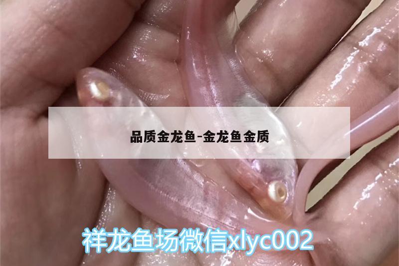 品質(zhì)金龍魚:金龍魚金質(zhì)