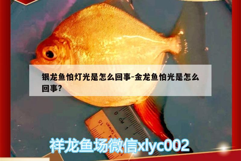 銀龍魚怕燈光是怎么回事:金龍魚怕光是怎么回事? 銀龍魚百科