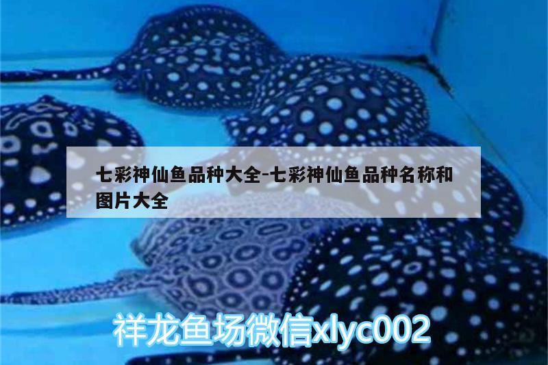 七彩神仙魚(yú)品種大全:七彩神仙魚(yú)品種名稱(chēng)和圖片大全