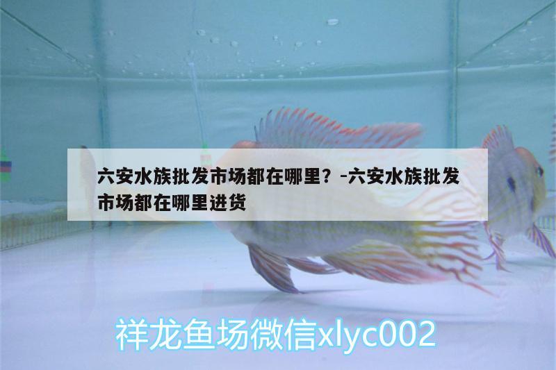 六安水族批發(fā)市場(chǎng)都在哪里？:六安水族批發(fā)市場(chǎng)都在哪里進(jìn)貨