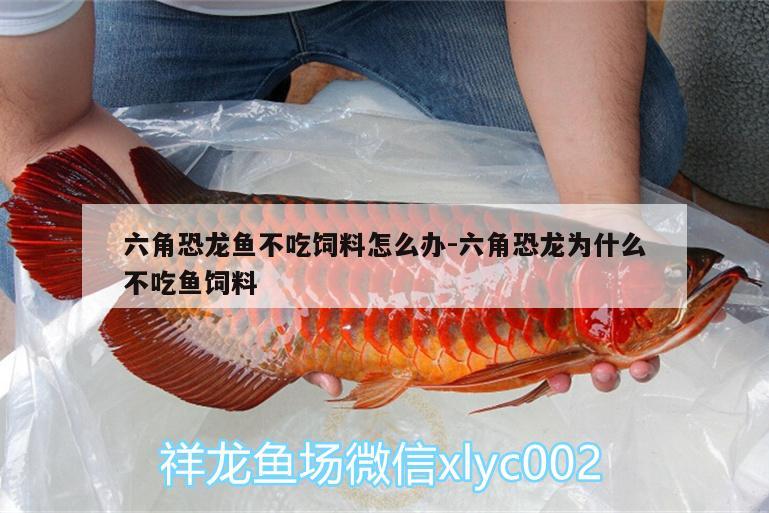 六角恐龍魚不吃飼料怎么辦:六角恐龍為什么不吃魚飼料 養(yǎng)魚的好處