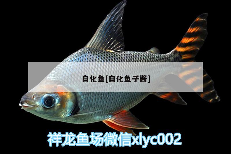 白化魚[白化魚子醬]