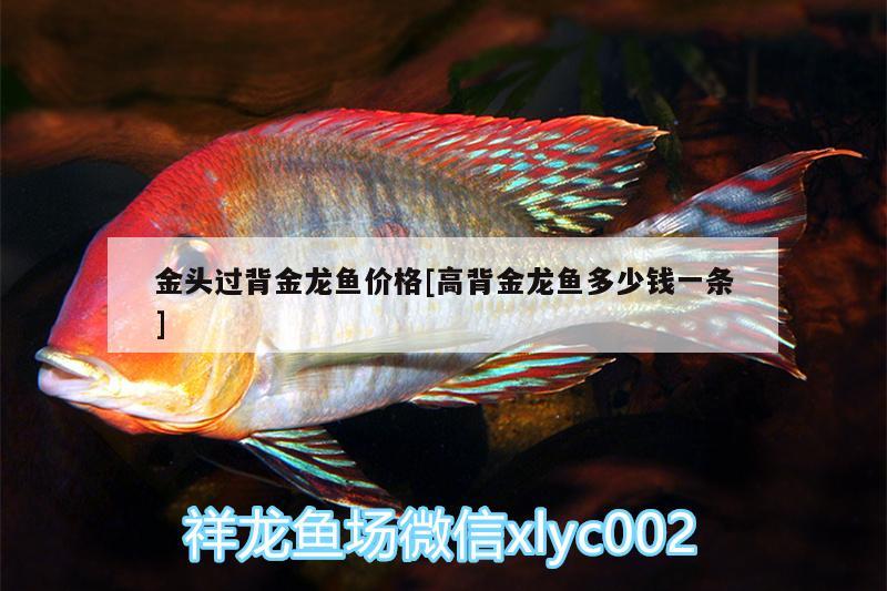 金頭過背金龍魚價(jià)格[高背金龍魚多少錢一條]