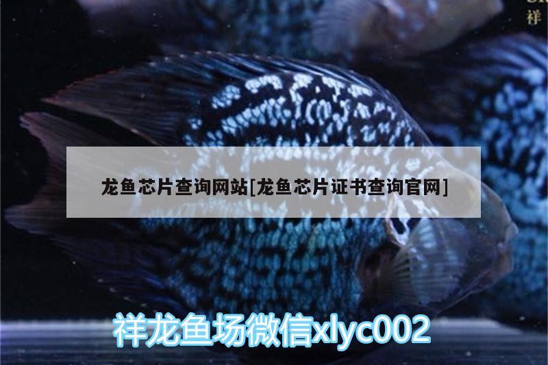 龍魚芯片查詢網(wǎng)站[龍魚芯片證書查詢官網(wǎng)]