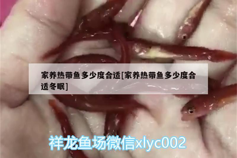 家養(yǎng)熱帶魚多少度合適[家養(yǎng)熱帶魚多少度合適冬眠] 丹頂錦鯉魚