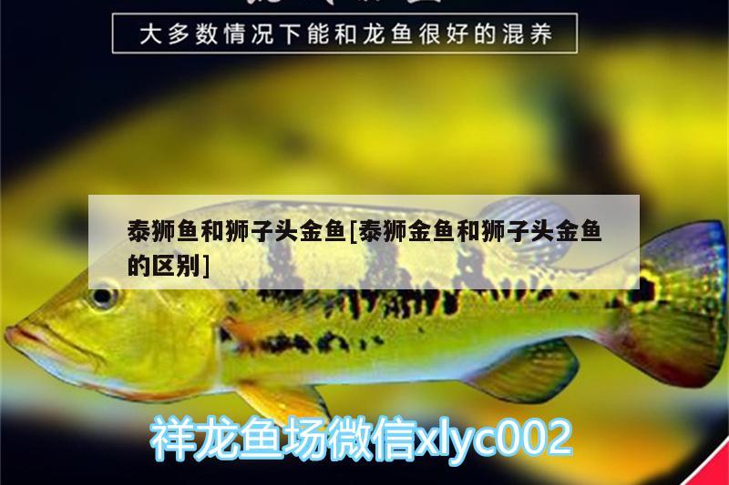 泰獅魚(yú)和獅子頭金魚(yú)[泰獅金魚(yú)和獅子頭金魚(yú)的區(qū)別] 一眉道人魚(yú)