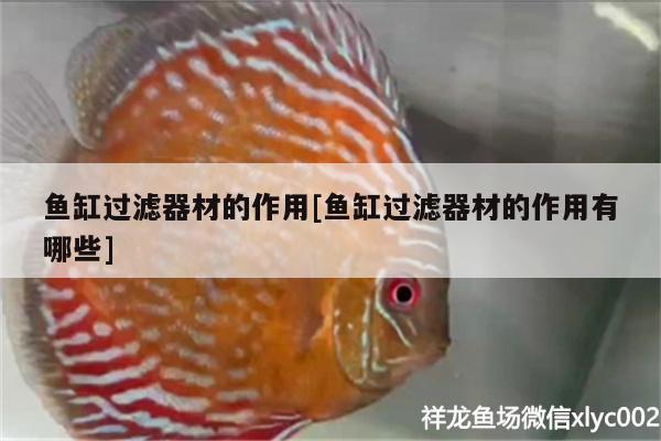 魚缸過濾器材的作用[魚缸過濾器材的作用有哪些] 廣州觀賞魚批發(fā)市場