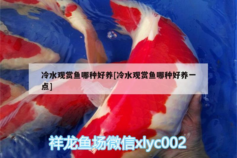 冷水觀賞魚哪種好養(yǎng)[冷水觀賞魚哪種好養(yǎng)一點(diǎn)] 白寫錦鯉魚