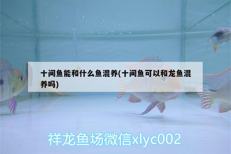 十間魚能和什么魚混養(yǎng)(十間魚可以和龍魚混養(yǎng)嗎) 充氧泵