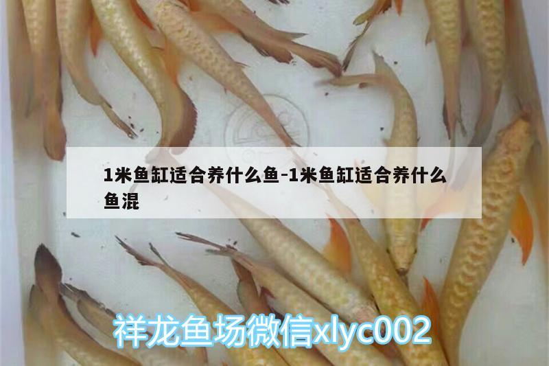 1米魚缸適合養(yǎng)什么魚:1米魚缸適合養(yǎng)什么魚混 白寫錦鯉魚