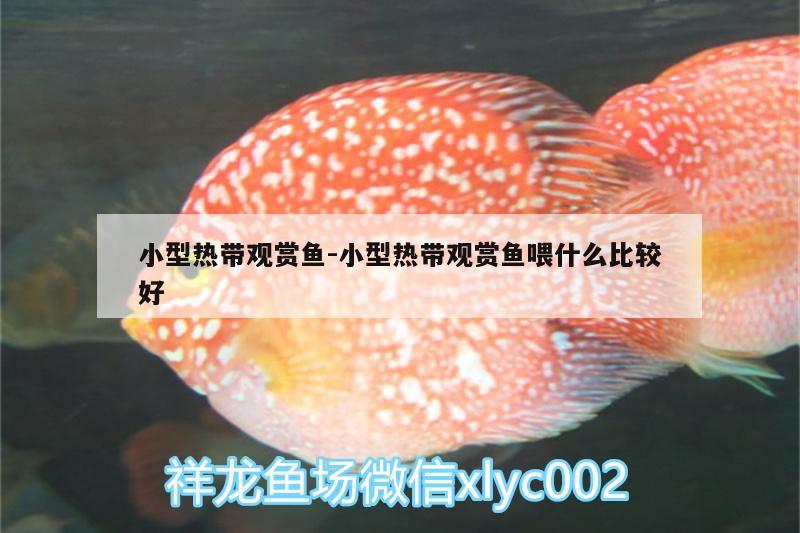 小型熱帶觀賞魚:小型熱帶觀賞魚喂什么比較好 福魟魟魚