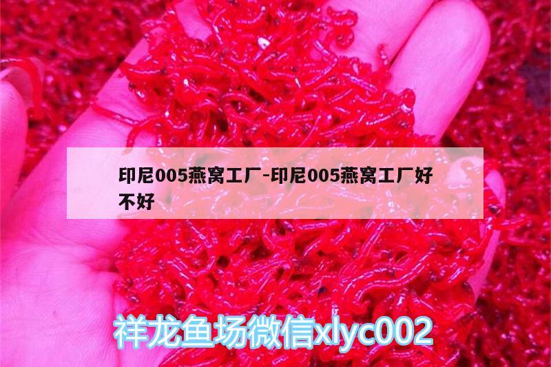 印尼005燕窩工廠:印尼005燕窩工廠好不好