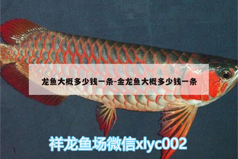 龍魚(yú)大概多少錢一條:金龍魚(yú)大概多少錢一條