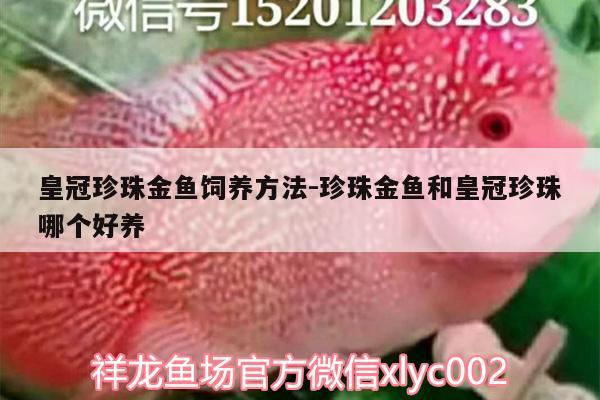 皇冠珍珠金魚(yú)飼養(yǎng)方法:珍珠金魚(yú)和皇冠珍珠哪個(gè)好養(yǎng) 錦鯉池魚(yú)池建設(shè)