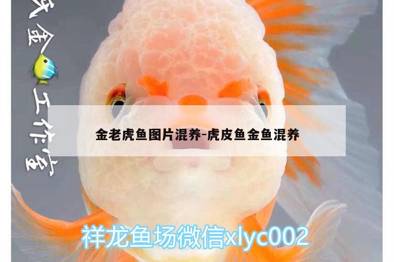 金老虎魚圖片混養(yǎng):虎皮魚金魚混養(yǎng)