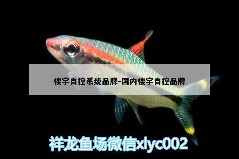 樓宇自控系統(tǒng)品牌:國內(nèi)樓宇自控品牌 斑馬狗頭魚