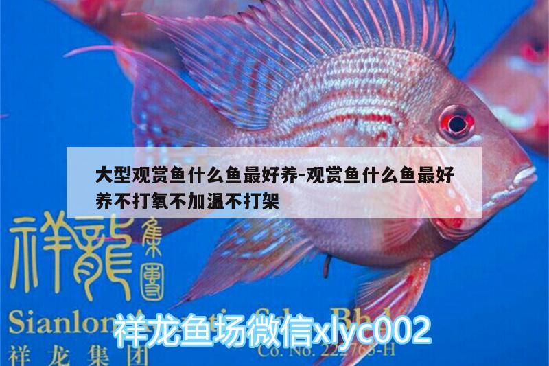 大型觀賞魚什么魚最好養(yǎng):觀賞魚什么魚最好養(yǎng)不打氧不加溫不打架