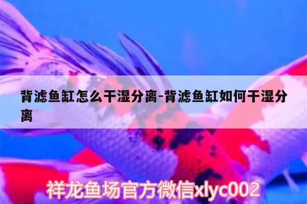 背濾魚缸怎么干濕分離:背濾魚缸如何干濕分離 錦鯉池魚池建設(shè)